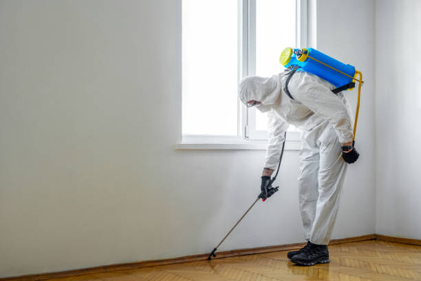 Best Flea Control Services  in Fort Drum, NY